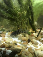 Corydoradinae