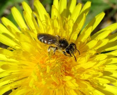 Andrena ventralis