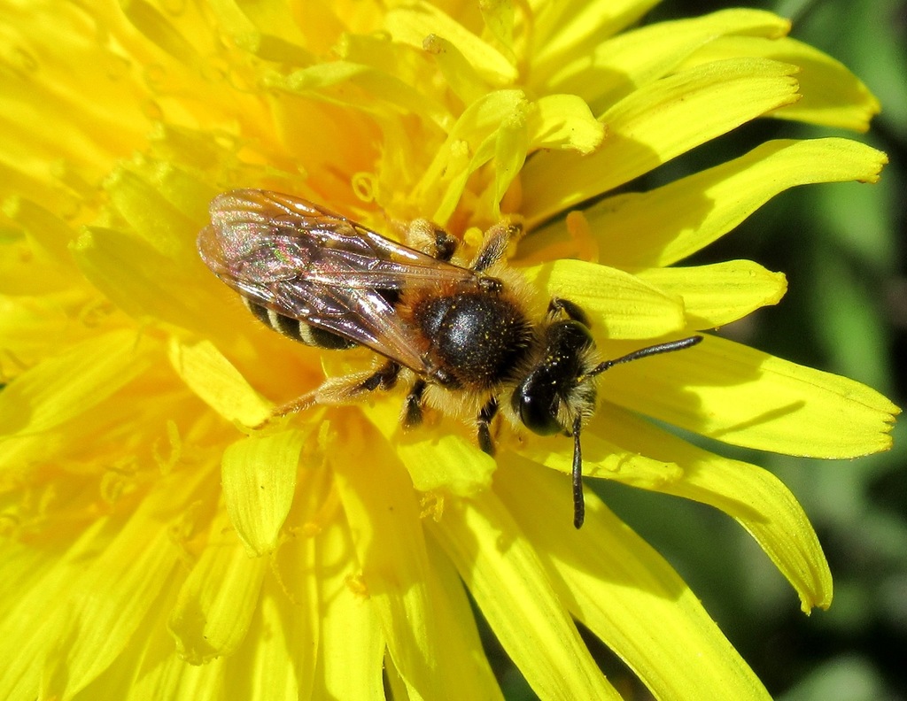 Andrena propinqua