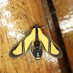 Xanthoarctia pseudameoides