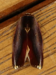 Maschane