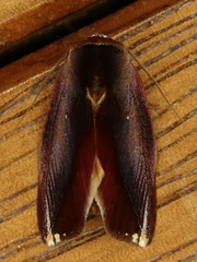 Maschane