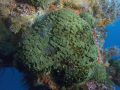 Latrunculia procumbens