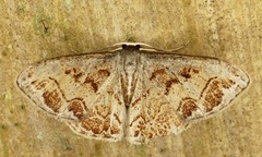 Idaea fervens