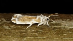 Eudoliche major