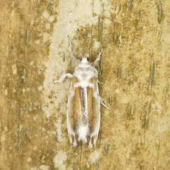 Eudoliche major