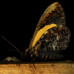 Callipia brenemanae