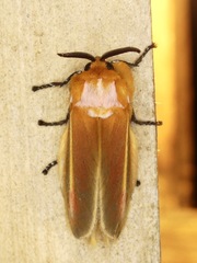 Endobrachys revocans