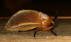 Endobrachys revocans