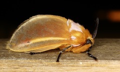 Endobrachys revocans