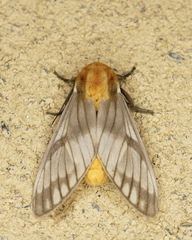 Disconeura