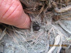 Porrhothele antipodiana