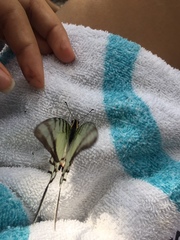 Protographium