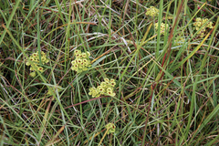 Chrysosplenium serreanum