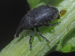 Larinus iaceae
