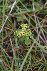 Chrysosplenium serreanum