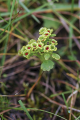 Chrysosplenium serreanum