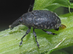 Larinus iaceae