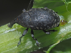 Larinus iaceae