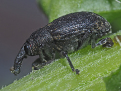 Larinus iaceae