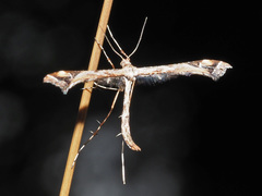 Amblyptilia punctidactyla