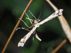 Amblyptilia punctidactyla