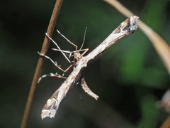 Amblyptilia punctidactyla