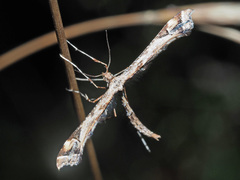 Amblyptilia punctidactyla