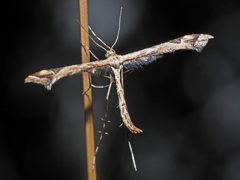 Amblyptilia punctidactyla