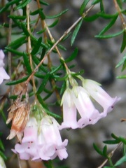 Erica leucantha
