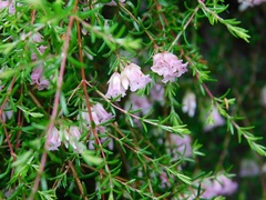 Erica leucantha