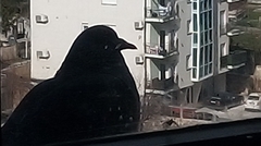 Columba livia domestica