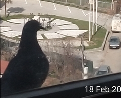 Columba livia domestica