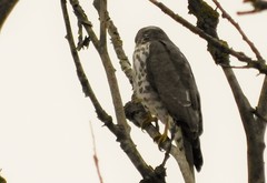 Accipiter brevipes