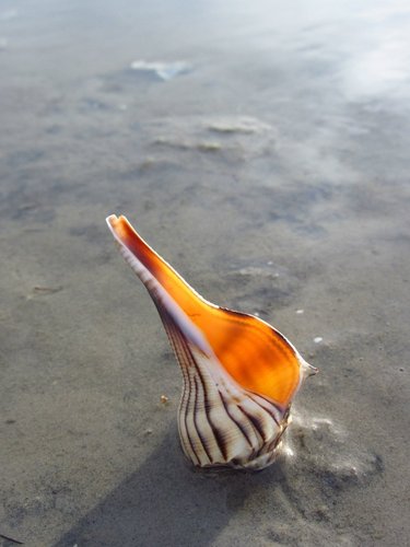 Texas Lightning Whelk