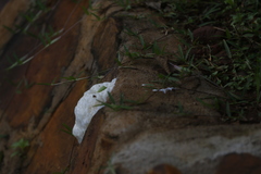 Chiromantis xerampelina