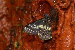 Catasticta colla punctata