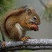American Red Squirrel - Photo (c) jmarcinik, some rights reserved (CC BY-NC), uploaded by jmarcinik