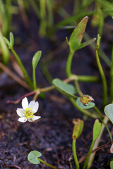 Ranunculus pallasii