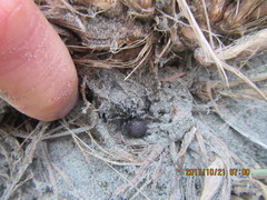 Porrhothele antipodiana