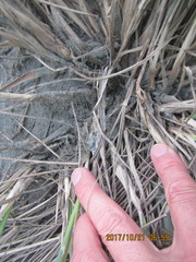 Porrhothele antipodiana