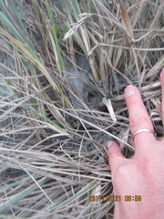 Porrhothele antipodiana