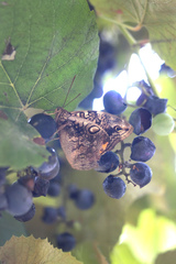 Opsiphanes invirae