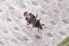 Anthocoris nemoralis