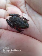 Eleutherodactylus leprus