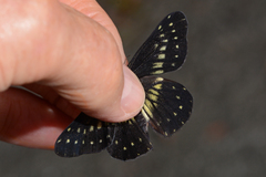 Catasticta colla punctata