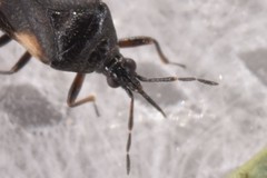 Anthocoris nemoralis