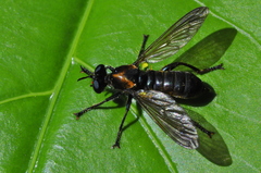 Laphriini