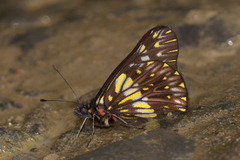Catasticta colla punctata