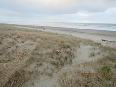 Porrhothele antipodiana